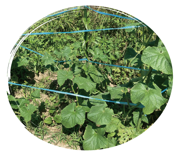 楽山は家庭菜園で野菜を作っています